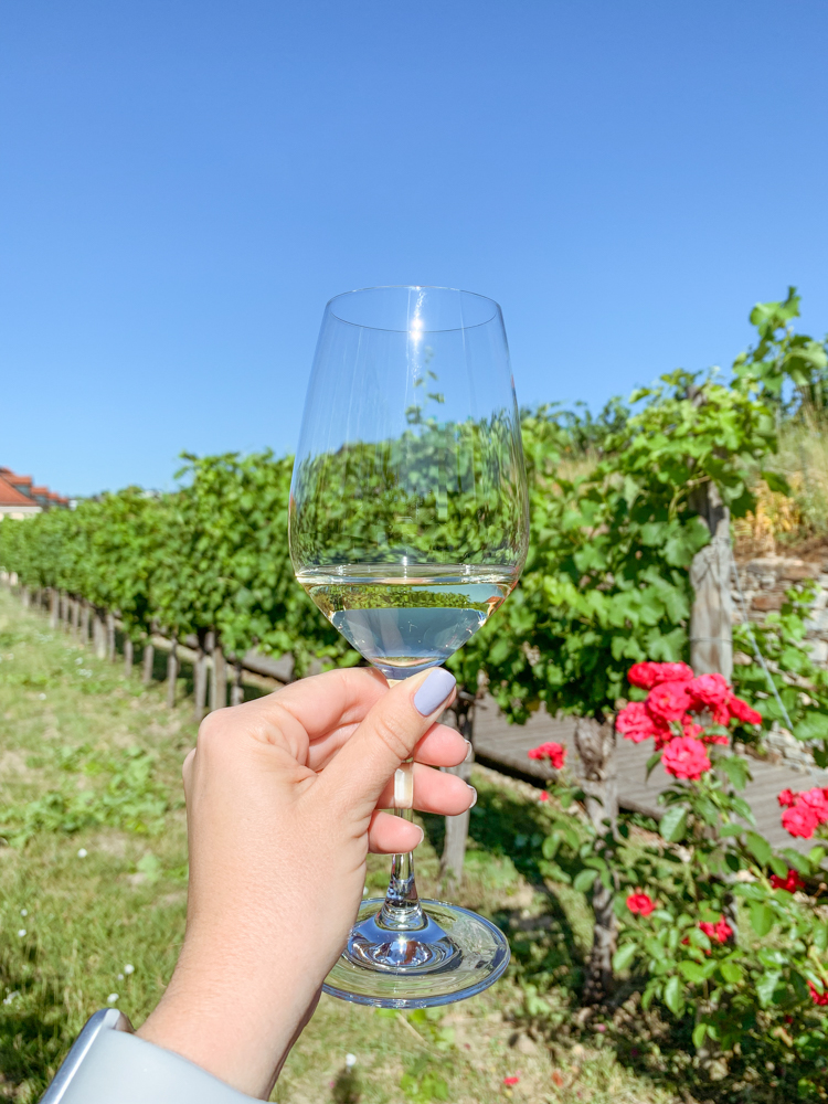 A hand holding a glass of white Wien in a vineyard