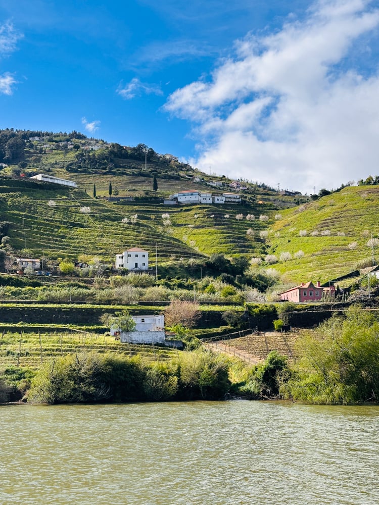 Terraced vineyards in Portugal.