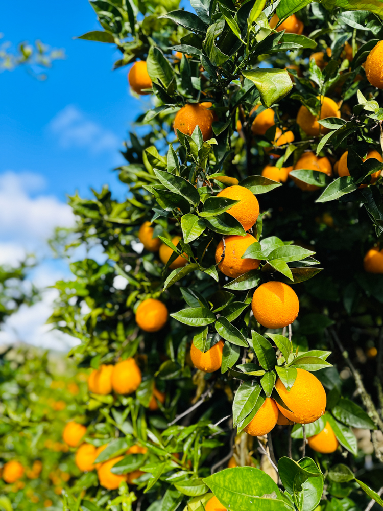 Orange tree covered in oranges.