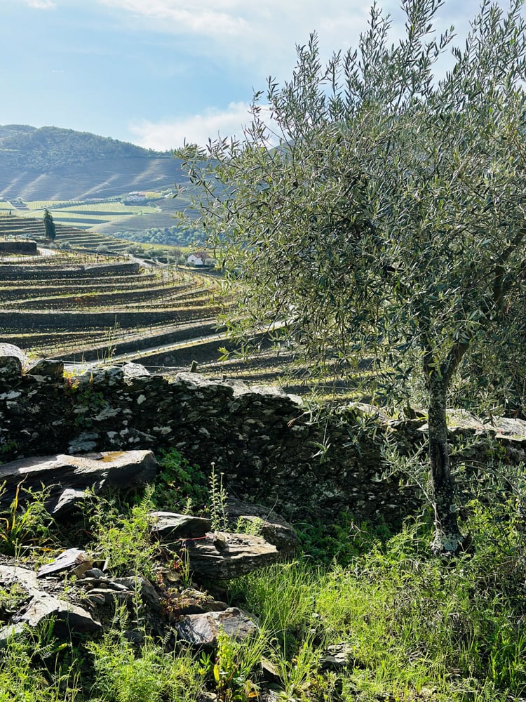 Terraced vineyards and olive tree.