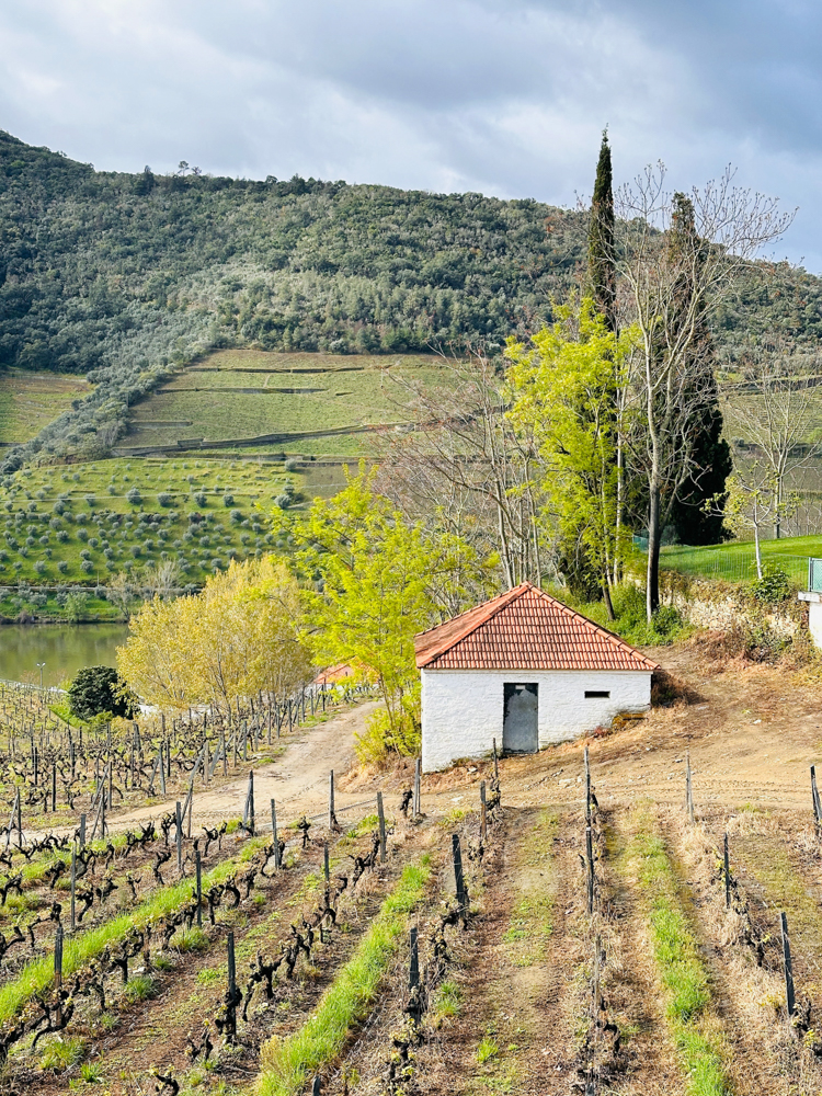 Views of vineyards during a hike.