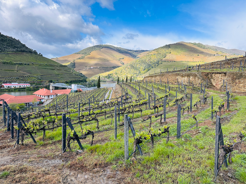 terraced vineyard in porto.