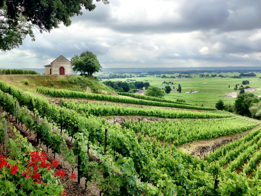 Vineyards in St Emilion