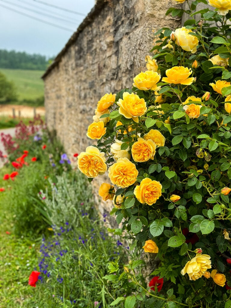 Yellow roses growing up a wall on a truffle farm in France
