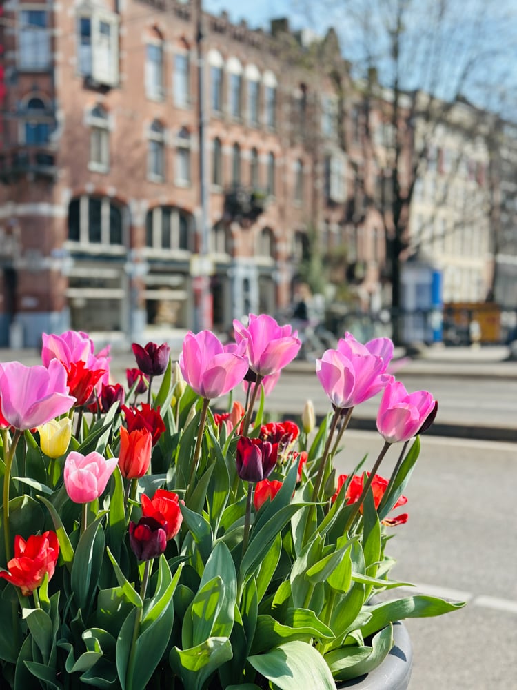 Pink and red tulips in Amsterdam