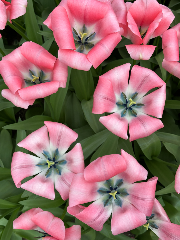 Open pink tulips in Keukenhof Gardens