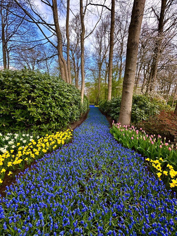 A "river" of purple flowers in Keukenhof Gardens