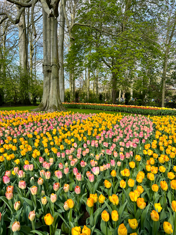 yellow and pink tulips in  Keukenhof Gardens