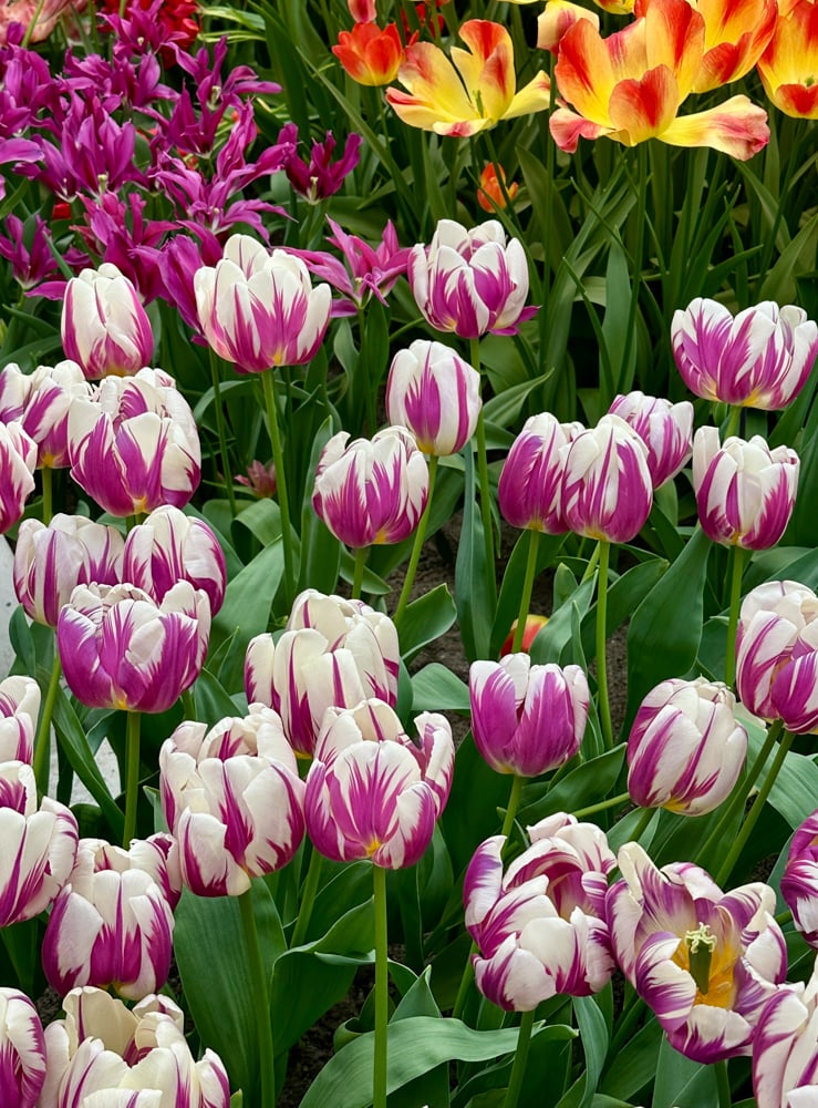 purple tulips with variegated white tips