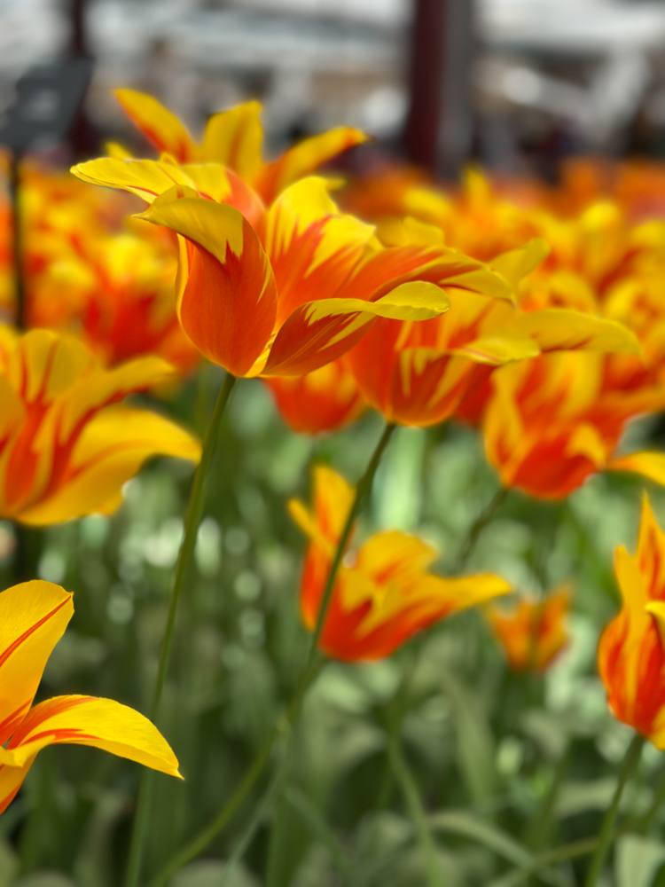 Orange and yellow tulips in Keukenhof Gardens