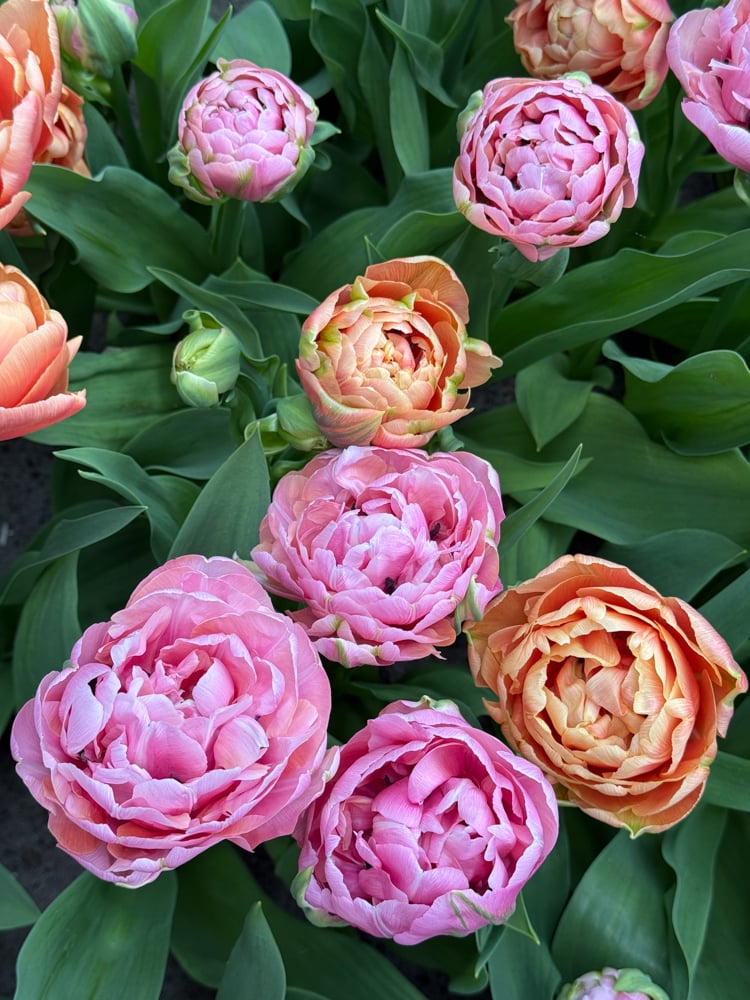 ruffled tulips that look like peonies