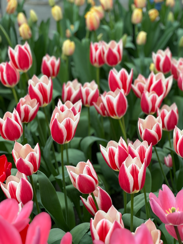 Pink tulips with white tips at Keukenhof Gardens