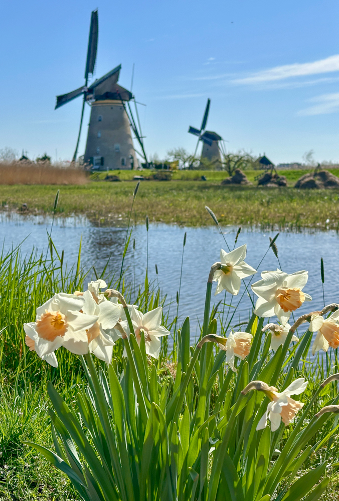 Daffodils and windmills in kinderdijk