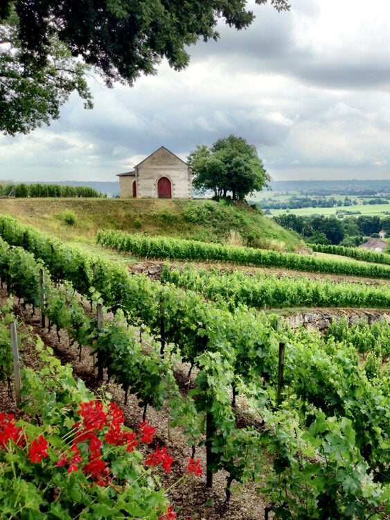 Photo of vineyards in Bordeaux